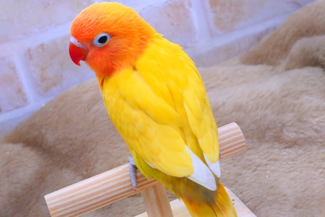 ヤマブキボタンインコ