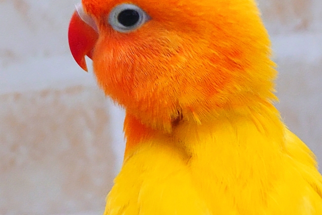 ヤマブキボタンインコ