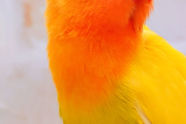 ヤマブキボタンインコ