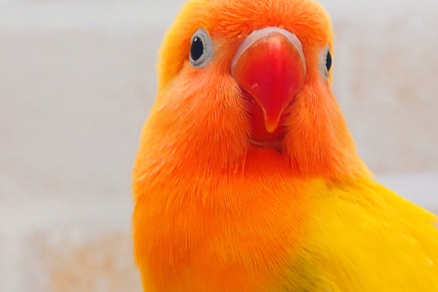 ヤマブキボタンインコ