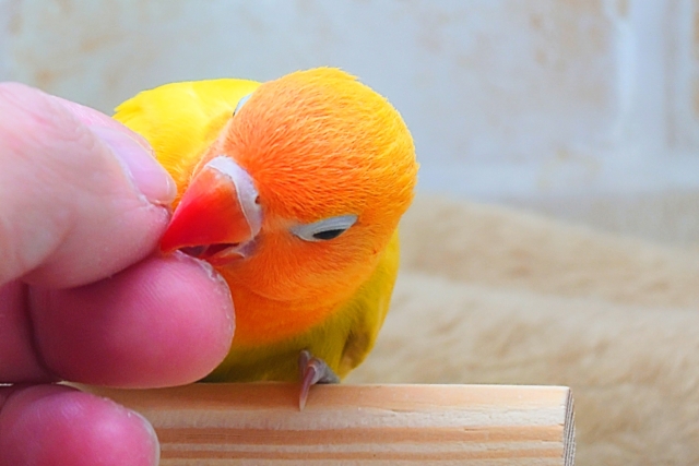 ヤマブキボタンインコ