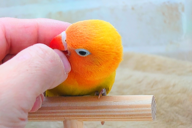 ヤマブキボタンインコ