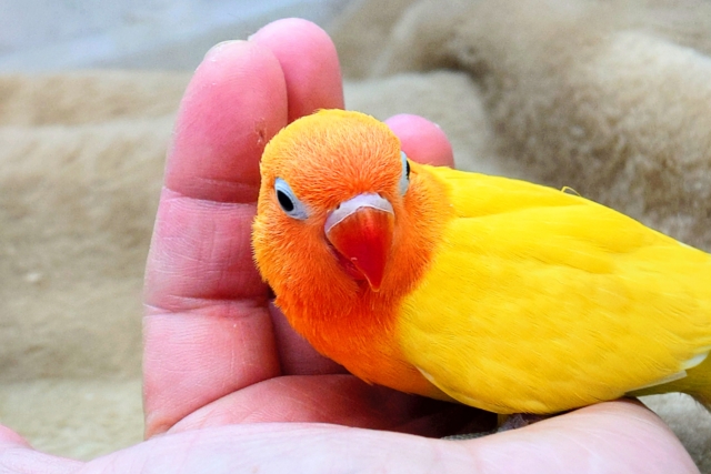 ヤマブキボタンインコ