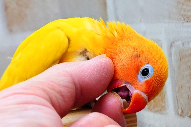 ヤマブキボタンインコ