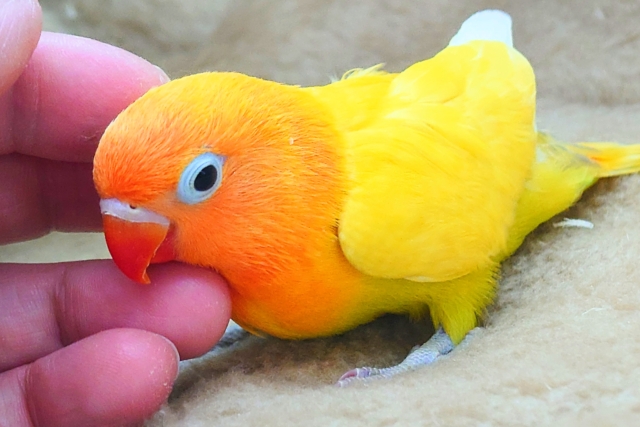 ヤマブキボタンインコ