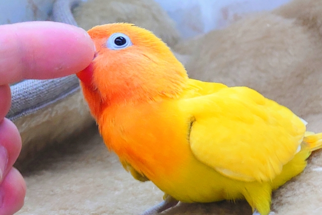 ヤマブキボタンインコ