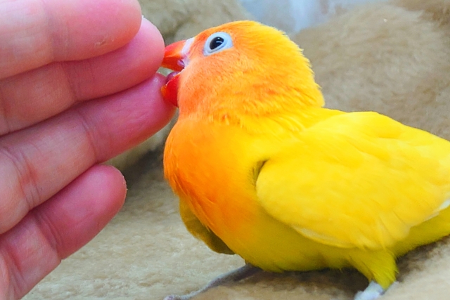 ヤマブキボタンインコ