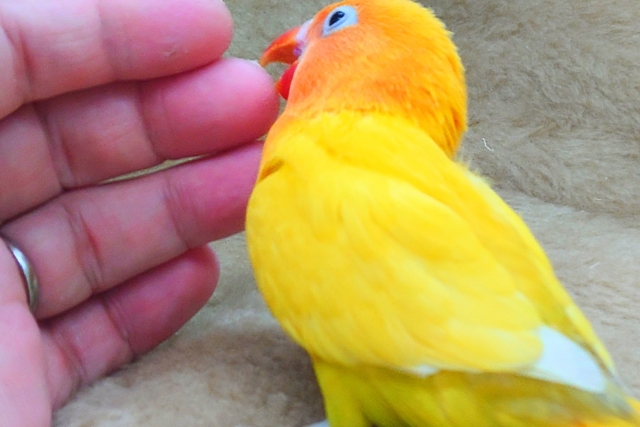 ヤマブキボタンインコ