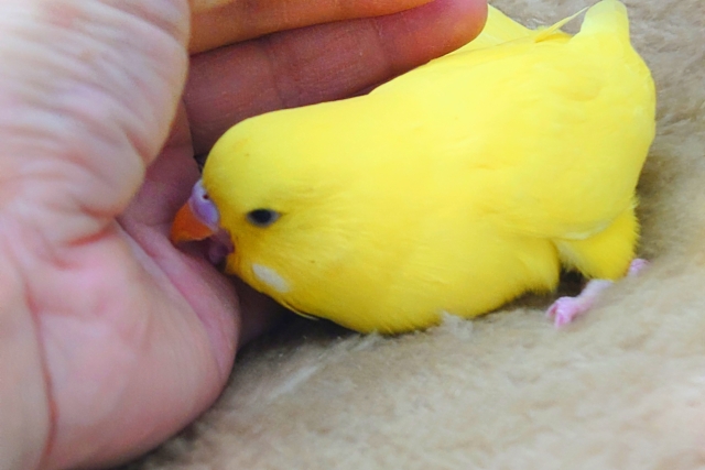 ジャンボセキセイインコ