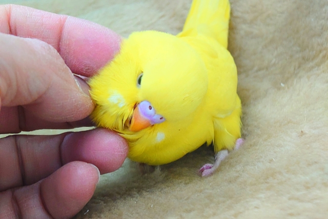 ジャンボセキセイインコ