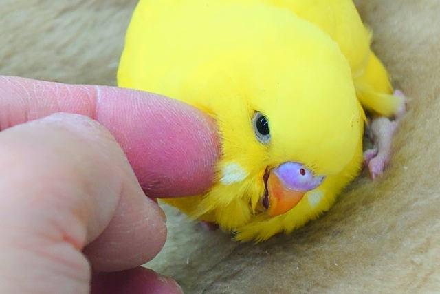 ジャンボセキセイインコ