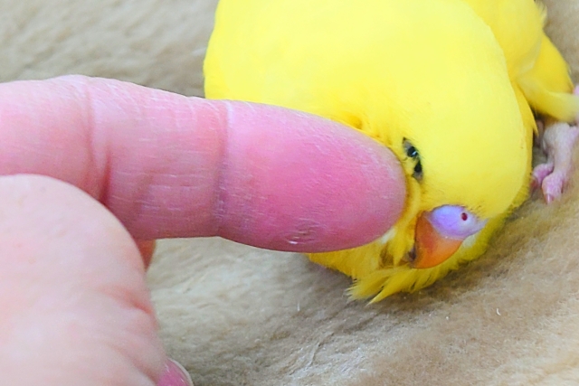 ジャンボセキセイインコ