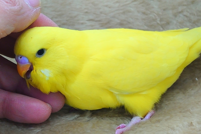 ジャンボセキセイインコ