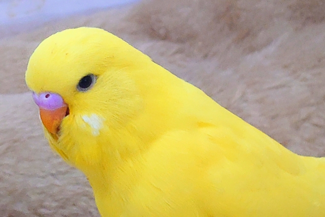 ジャンボセキセイインコ