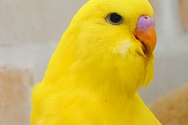 ジャンボセキセイインコ