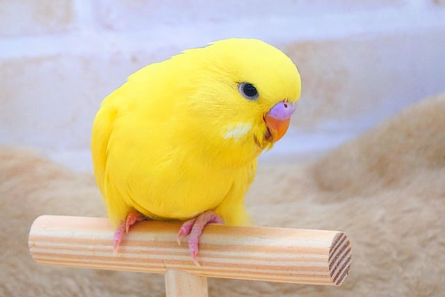 ジャンボセキセイインコ