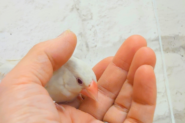 シルバーイノ文鳥