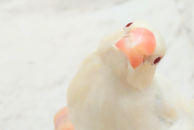 シルバーイノ文鳥