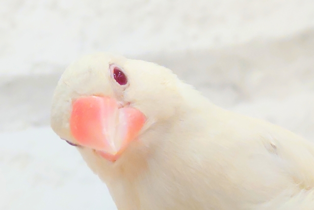 シルバーイノ文鳥