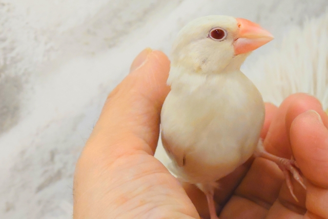 シルバーイノ文鳥