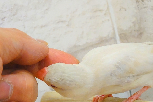 シルバーイノ文鳥