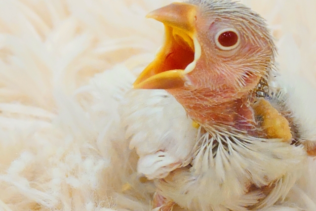 シルバーイノ文鳥