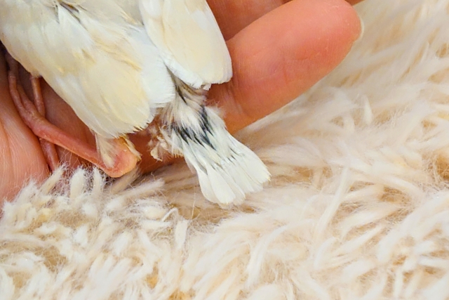 シルバーイノ文鳥