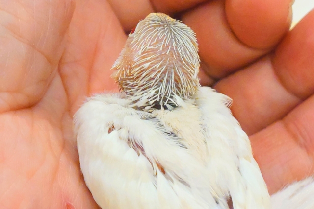 シルバーイノ文鳥