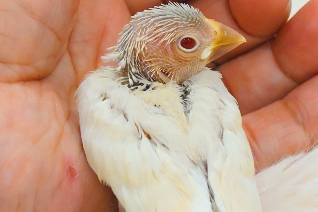 シルバーイノ文鳥