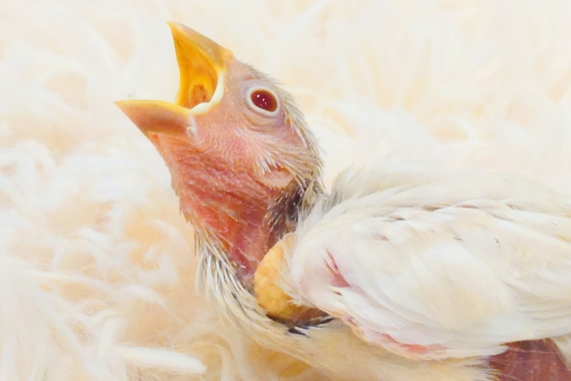 シルバーイノ文鳥