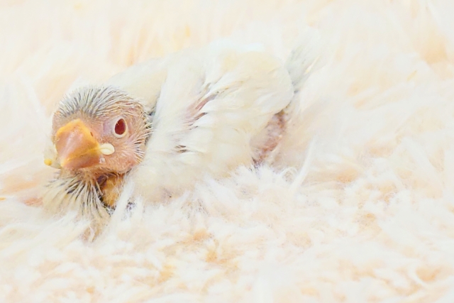 シルバーイノ文鳥