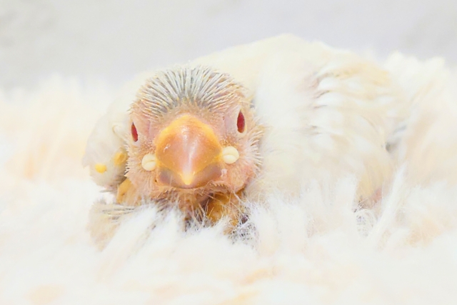 シルバーイノ文鳥