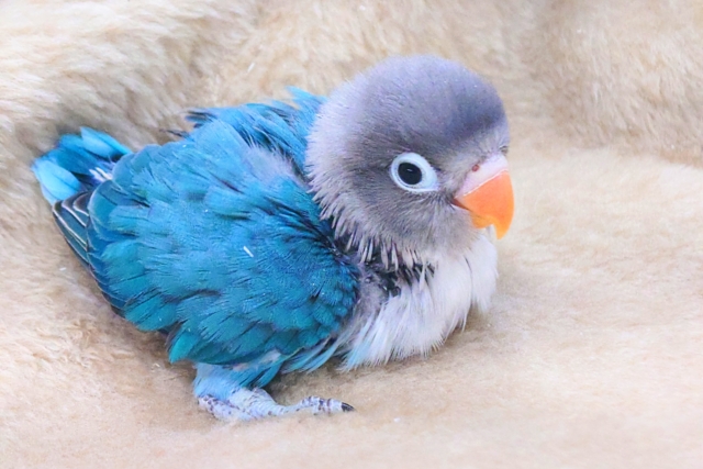 ブルーボタンインコ