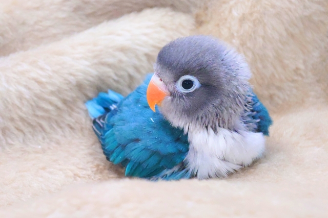 ブルーボタンインコ