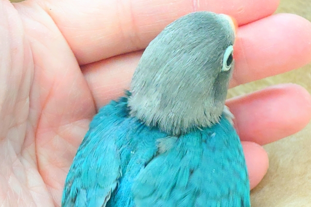 ブルーボタンインコ