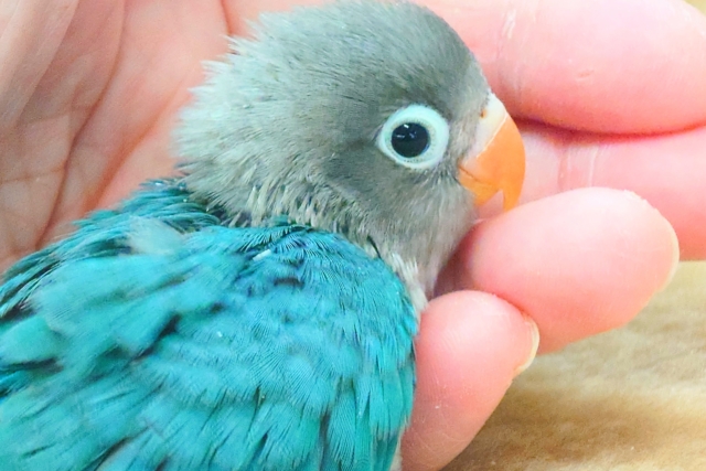 ブルーボタンインコ