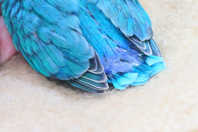 ブルーボタンインコ