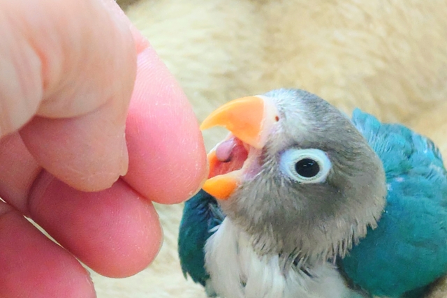 ブルーボタンインコ