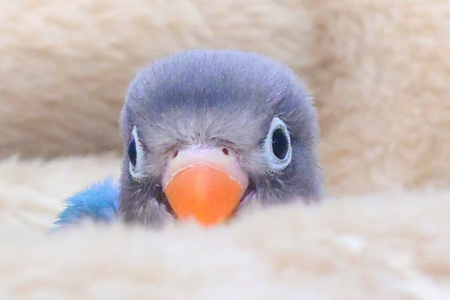 ブルーボタンインコ