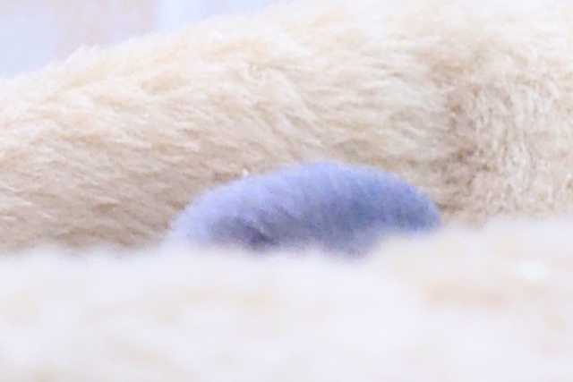 ブルーボタンインコ