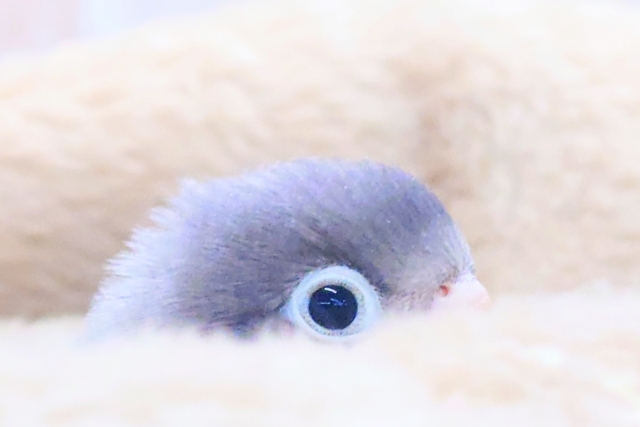 ブルーボタンインコ