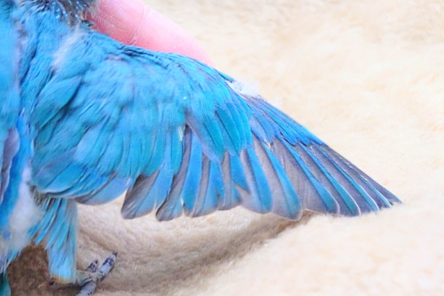 ブルーボタンインコ