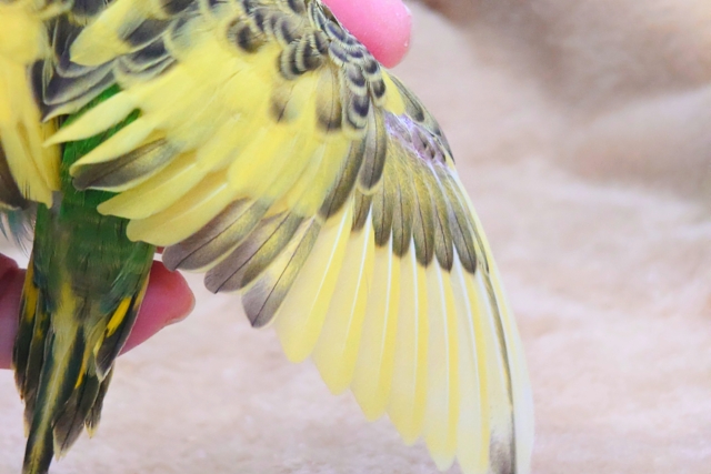 セキセイインコ