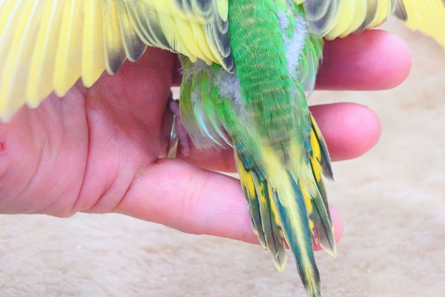 セキセイインコ