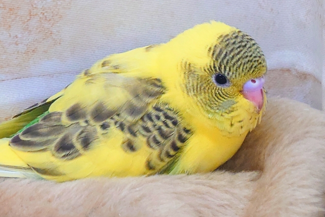 セキセイインコ