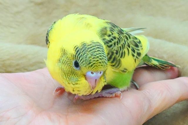 セキセイインコ