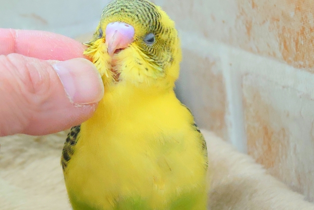 セキセイインコ