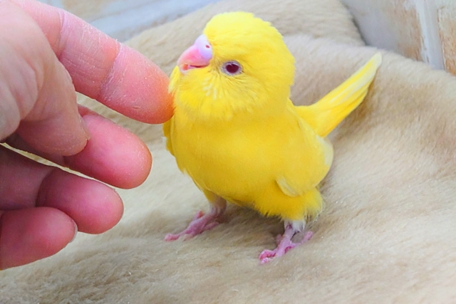 セキセイインコ