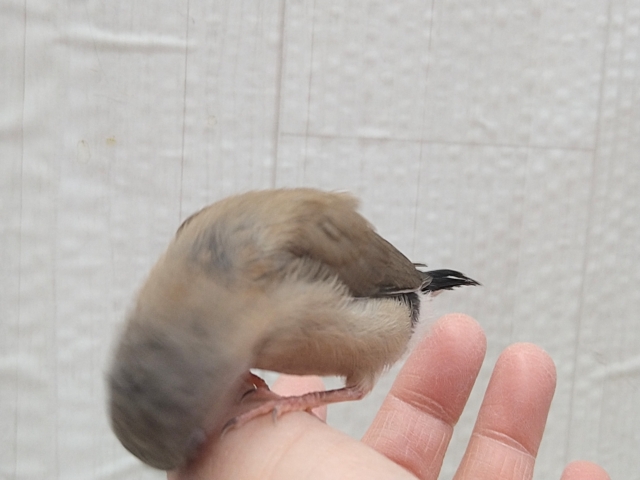 シュバシキンセイチョウ