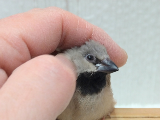 シュバシキンセイチョウ